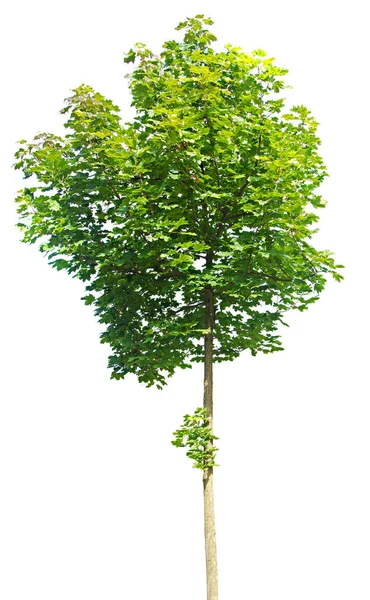 Tree isolated on white background — Stock Photo, Image