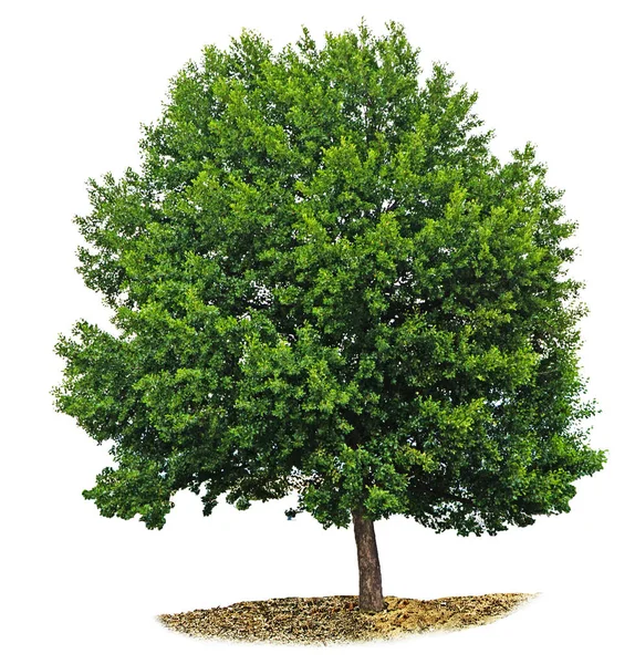 Tree isolated on white background — Stock Photo, Image