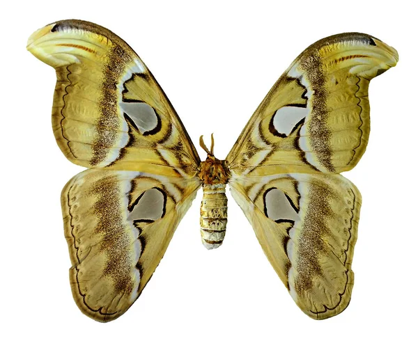Πεταλούδα απομονωμένη σε λευκό φόντο — Φωτογραφία Αρχείου