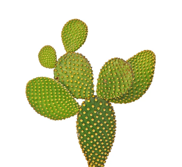 Close up of cactus — Stock Photo, Image