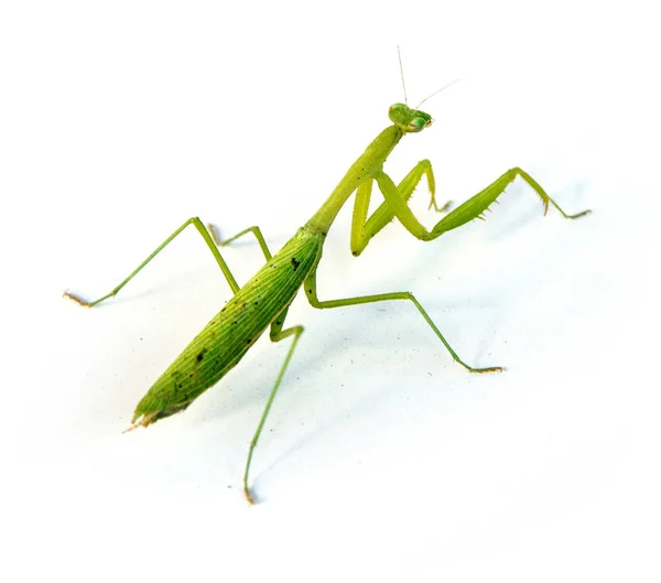 Grüne Gottesanbeterin isoliert auf weißem Hintergrund — Stockfoto