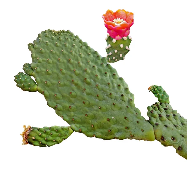 Cactus aux fleurs rouges isolé sur fond blanc — Photo