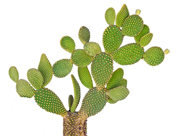 Primo piano del cactus — Foto Stock