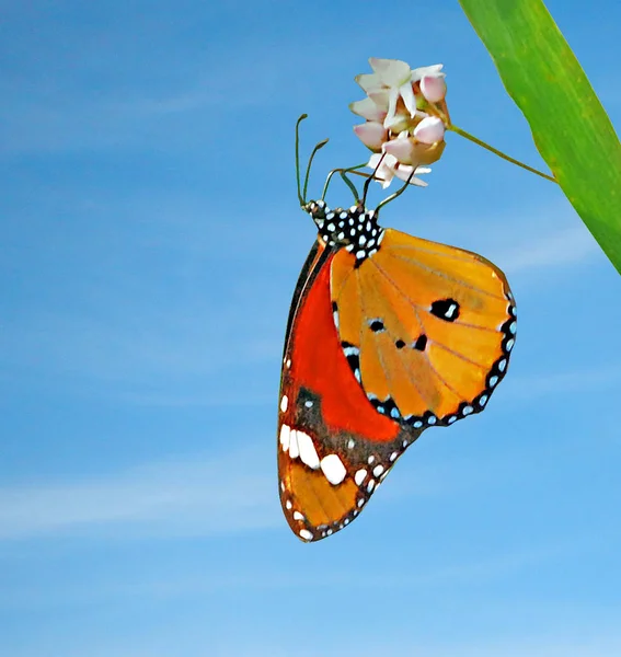 Крупним планом метелик — стокове фото