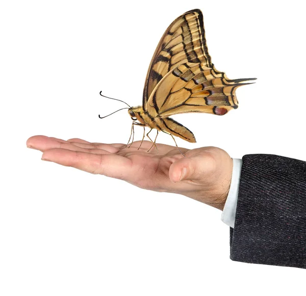 Close up of butterfly in hands — Stock Photo, Image