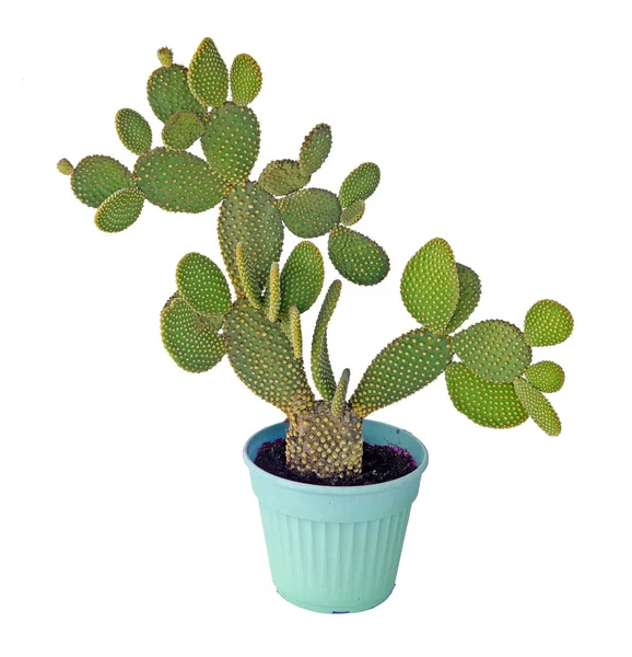 Opuntia cactus isolado sobre fundo branco — Fotografia de Stock