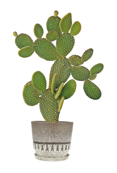 Opuntia cactus geïsoleerd op witte achtergrond — Stockfoto