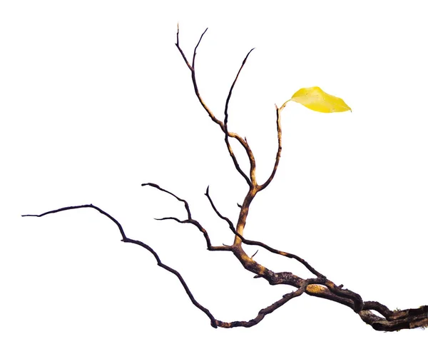 Branche sèche avec feuille — Photo