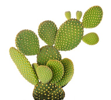 Beyaz arka plan üzerinde izole opuntia kaktüs