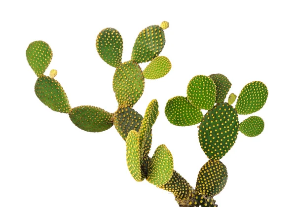 Opuntia kaktusz elszigetelt fehér background — Stock Fotó