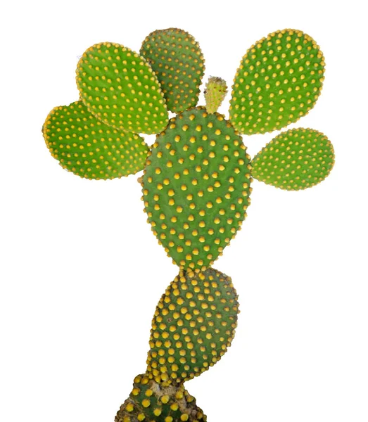 Beyaz arka plan üzerinde izole opuntia kaktüs