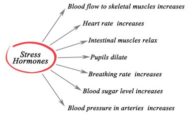 Stres hormonu etkileri