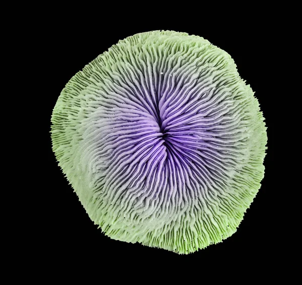 siyah arka plan üzerine mercan