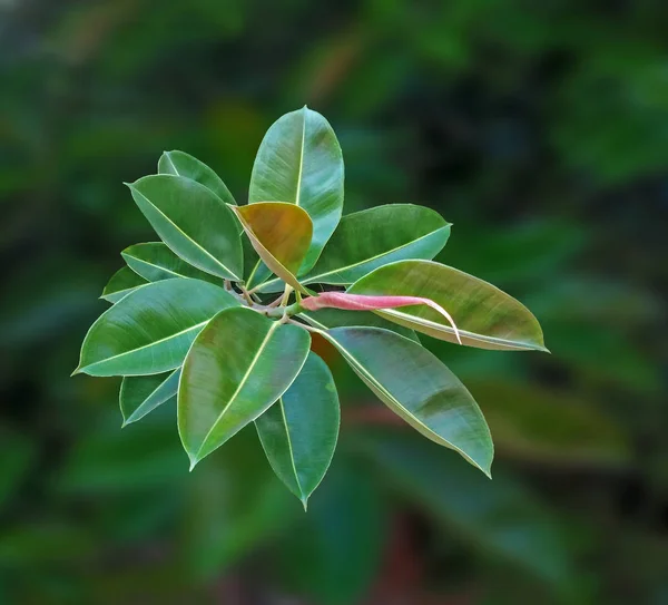 Close up of sapling — Stock Photo, Image