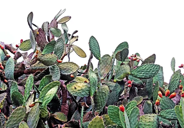 Cactus isolé sur fond blanc — Photo