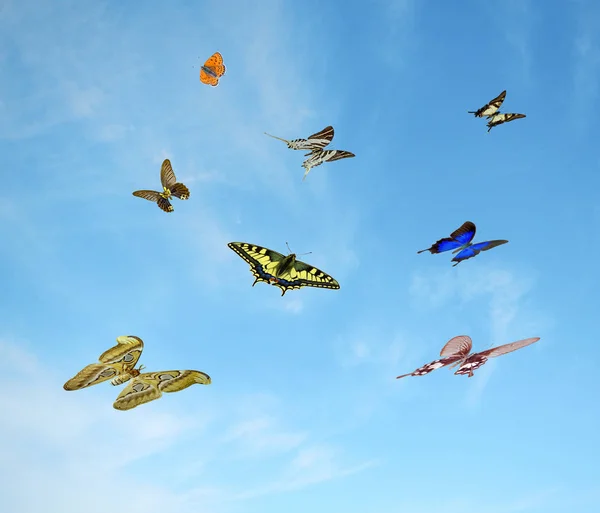 Butterflies flying to sky — Stock Photo, Image