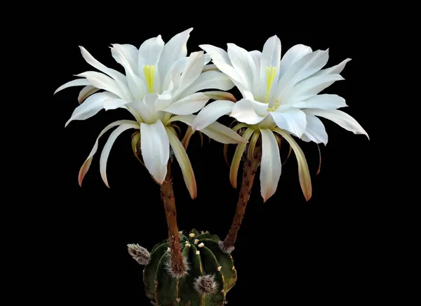 Ein Osterlilie-Kaktus mit Blüten — Stockfoto