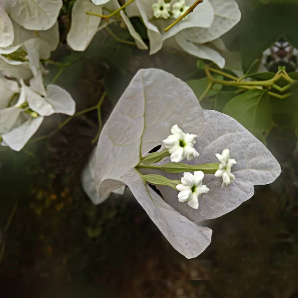 Nahaufnahme von Bougainvillea — Stockfoto