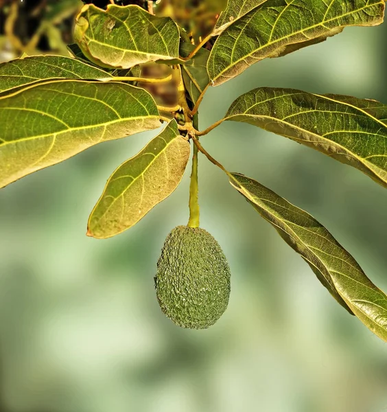 Avokado dalına yaklaş. — Stok fotoğraf