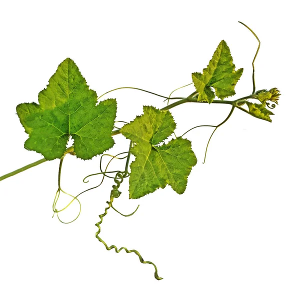 Bliska Grapevine — Zdjęcie stockowe