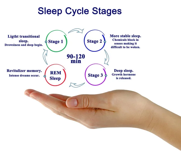 Presenting Diagram of Sleep Cycle Stages — Stock Photo, Image