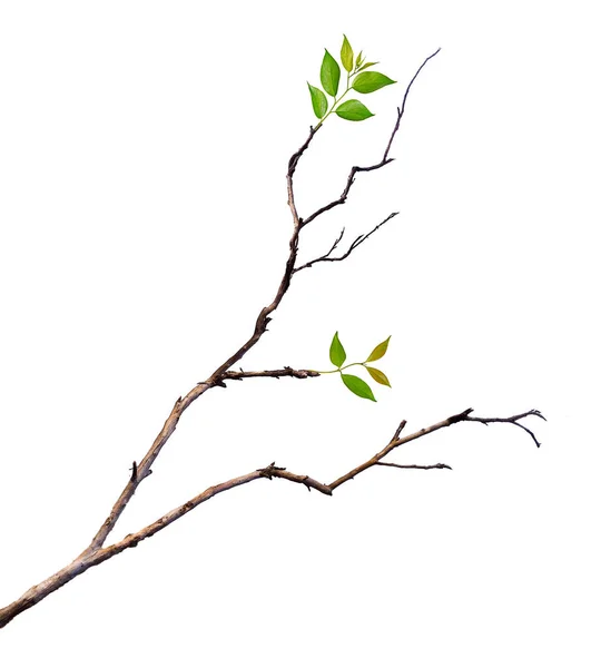 Close up of branch — Stock Photo, Image