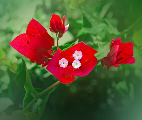 Gros plan de Bougainvillea — Photo