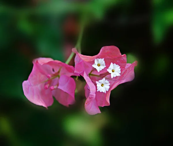 Gros plan de Bougainvillea — Photo