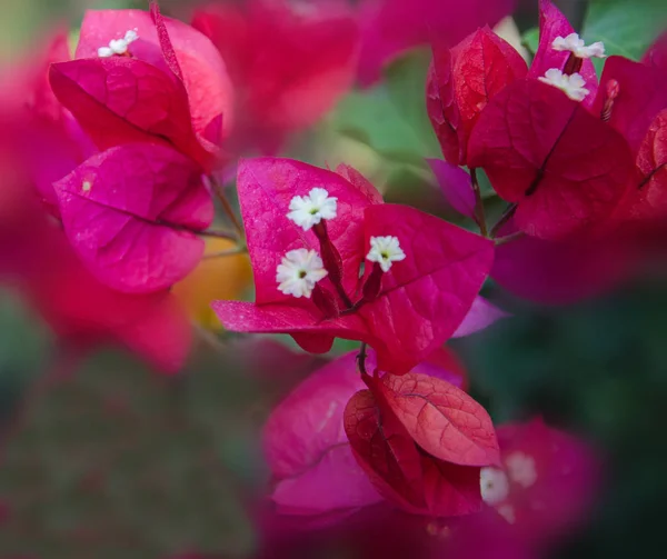 Perto de Bougainvillea — Fotografia de Stock