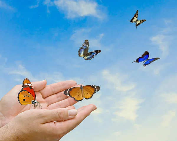 Mariposa monarca en las manos — Foto de Stock