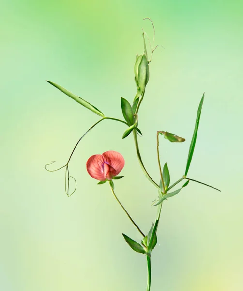 Gros plan de la fleur — Photo