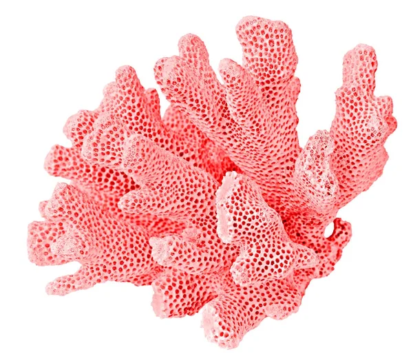 Coral sobre fundo branco — Fotografia de Stock