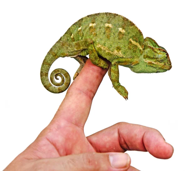 Крупним планом хамелеон на палець — стокове фото
