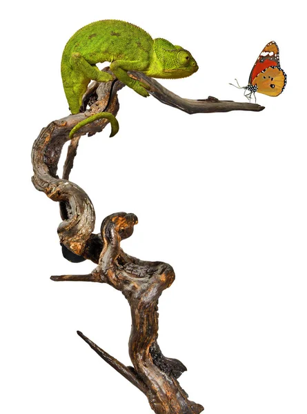 Bliska Chameleon na oddział — Zdjęcie stockowe
