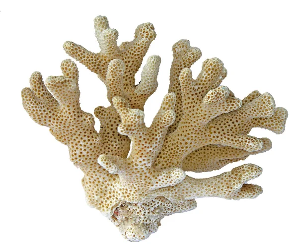 Corallo su sfondo bianco — Foto Stock