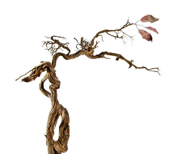 Close up of Dry branch — Stock Photo, Image