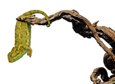 Bukalemun dalı, yakın çekim