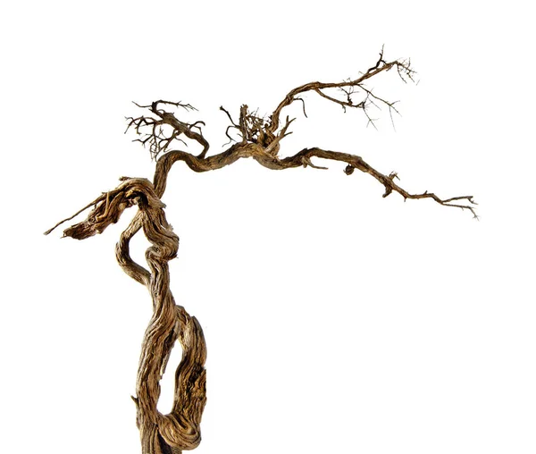 Close up of dry branch — Stock Photo, Image