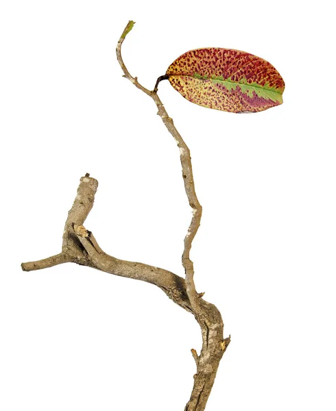 Zbliżenie na suchej gałęzi z liści — Zdjęcie stockowe