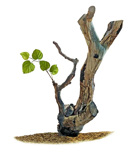 Perto de ramo seco com folha — Fotografia de Stock
