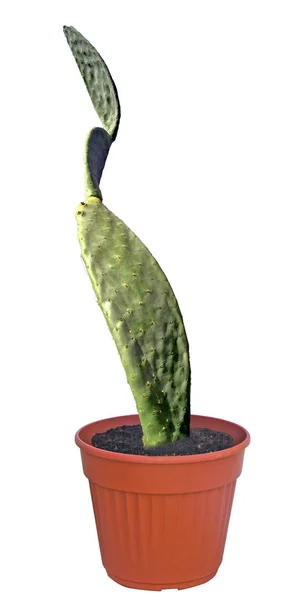 Cactus isolato su sfondo bianco — Foto Stock