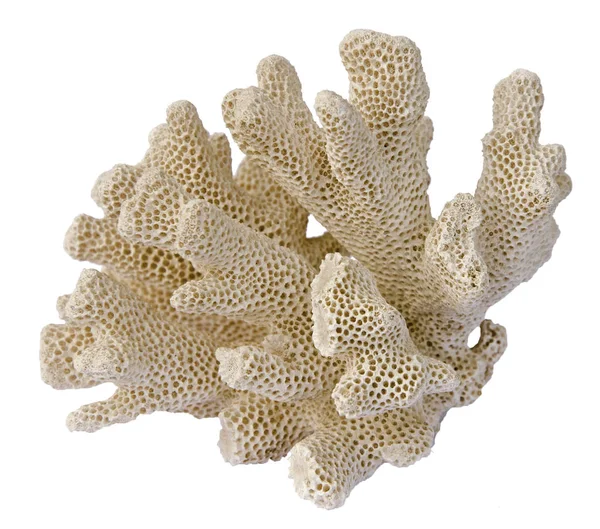 Koralowiec wyizolowany na białym tle — Zdjęcie stockowe