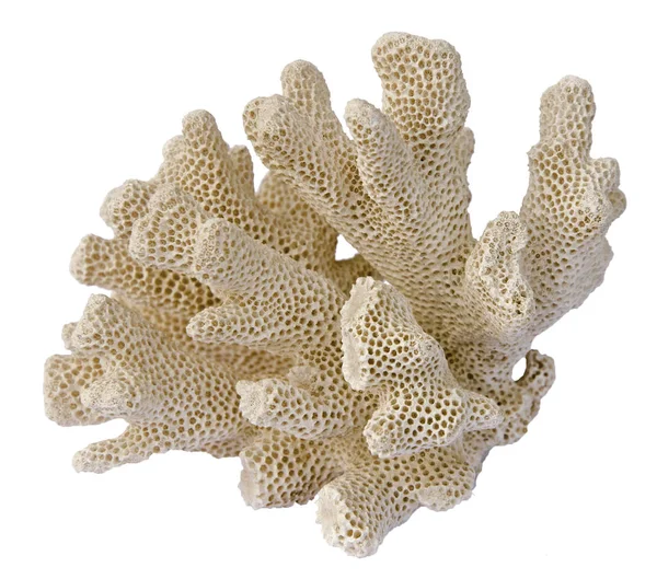 Coral isolado sobre fundo branco — Fotografia de Stock