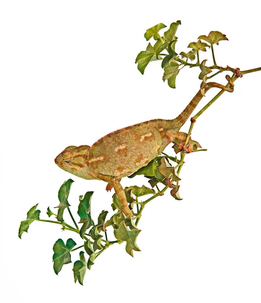 Bliska Chameleon na oddział — Zdjęcie stockowe