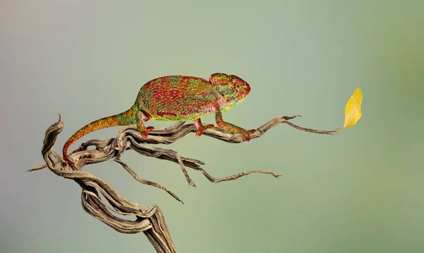 Close up of chameleon on branch — Stock Photo, Image