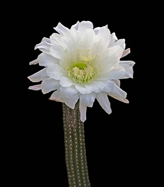 Cactus blooming at night — Stock Photo, Image
