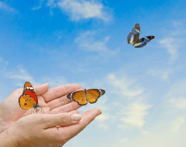 Elinden uçan kelebek Monarch