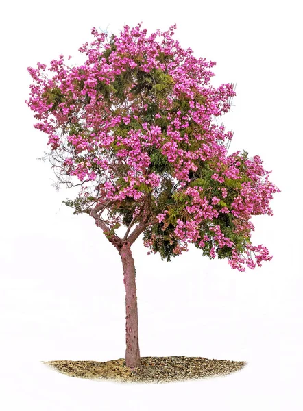 Árbol aislado sobre fondo blanco — Foto de Stock