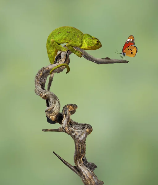 Närbild av kameleont på gren — Stockfoto