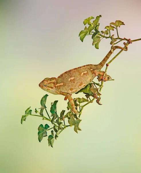 Primo piano del camaleonte sul ramo — Foto Stock